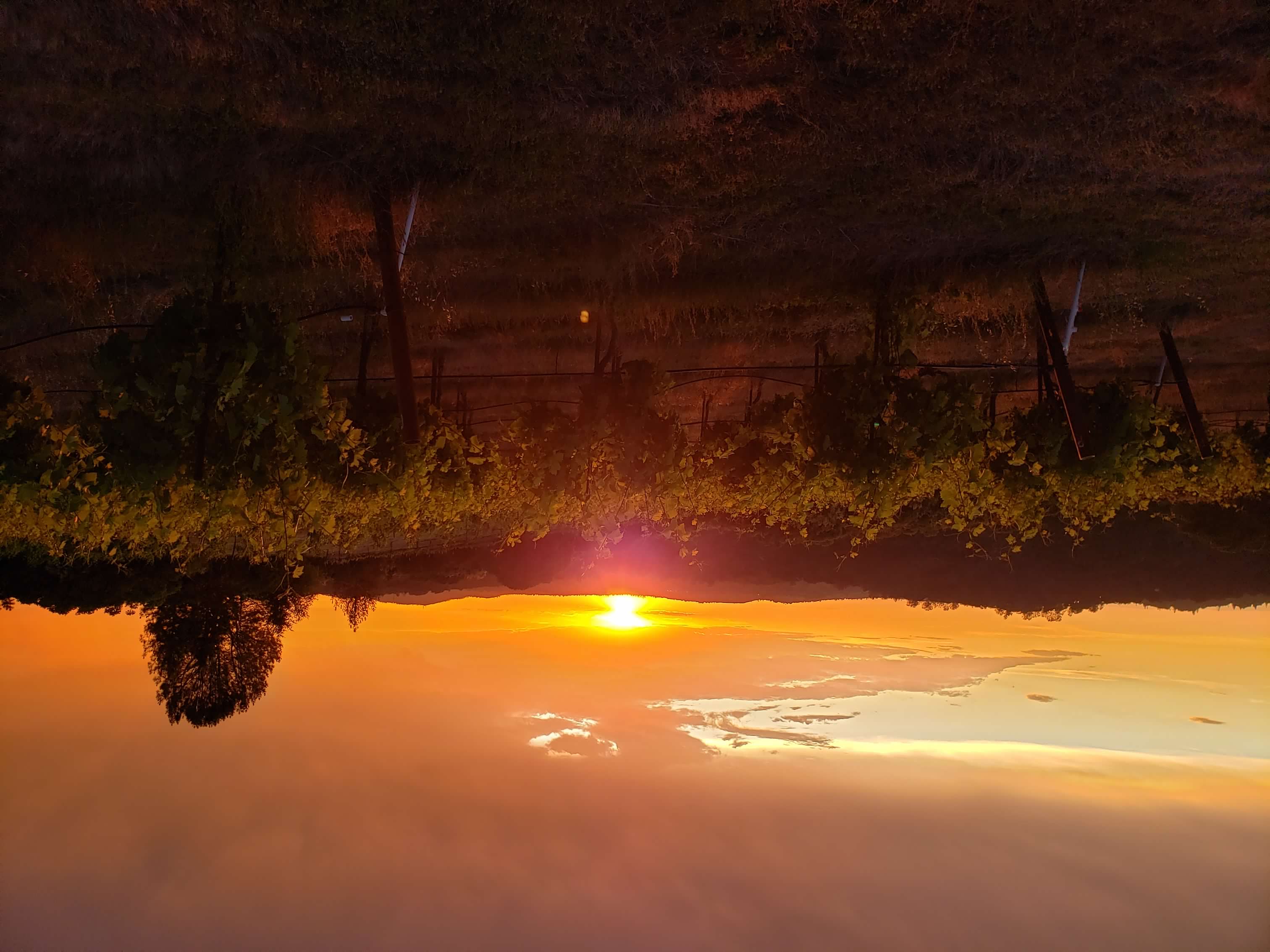 Vineyard at golden hour