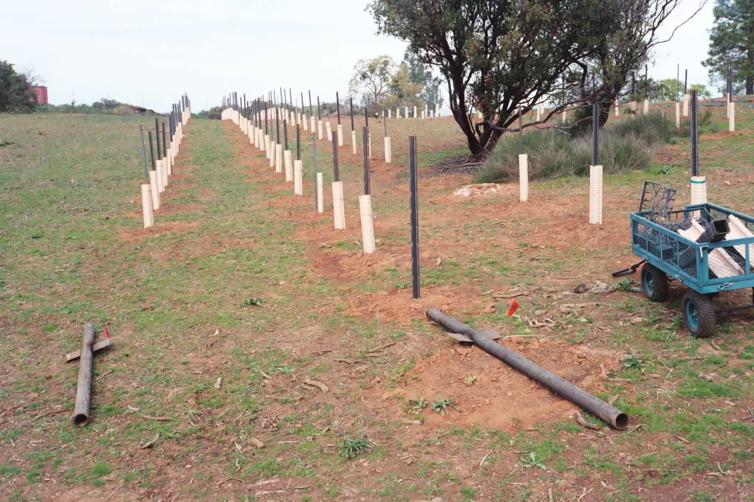 First planting of the vineyard