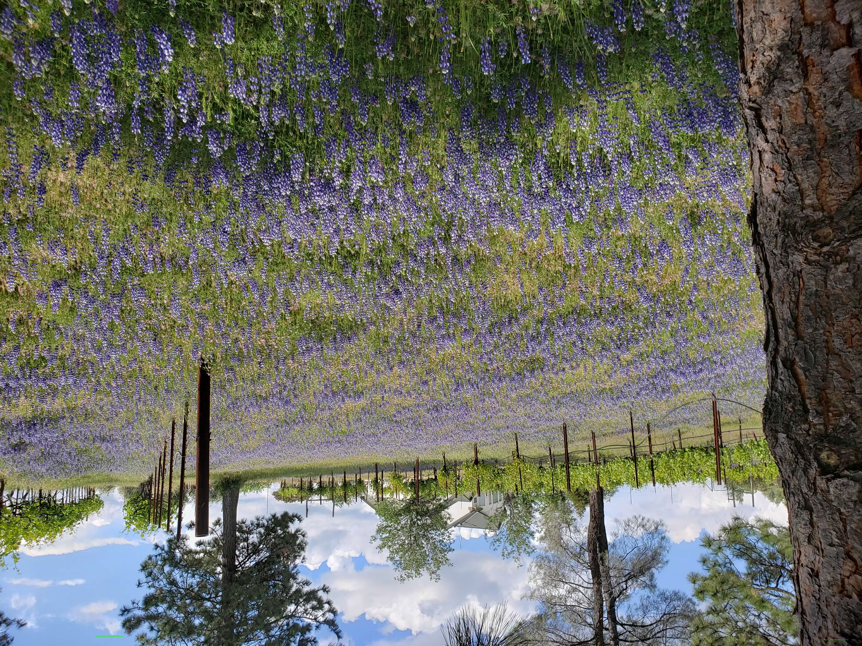 Lupine fields in spring