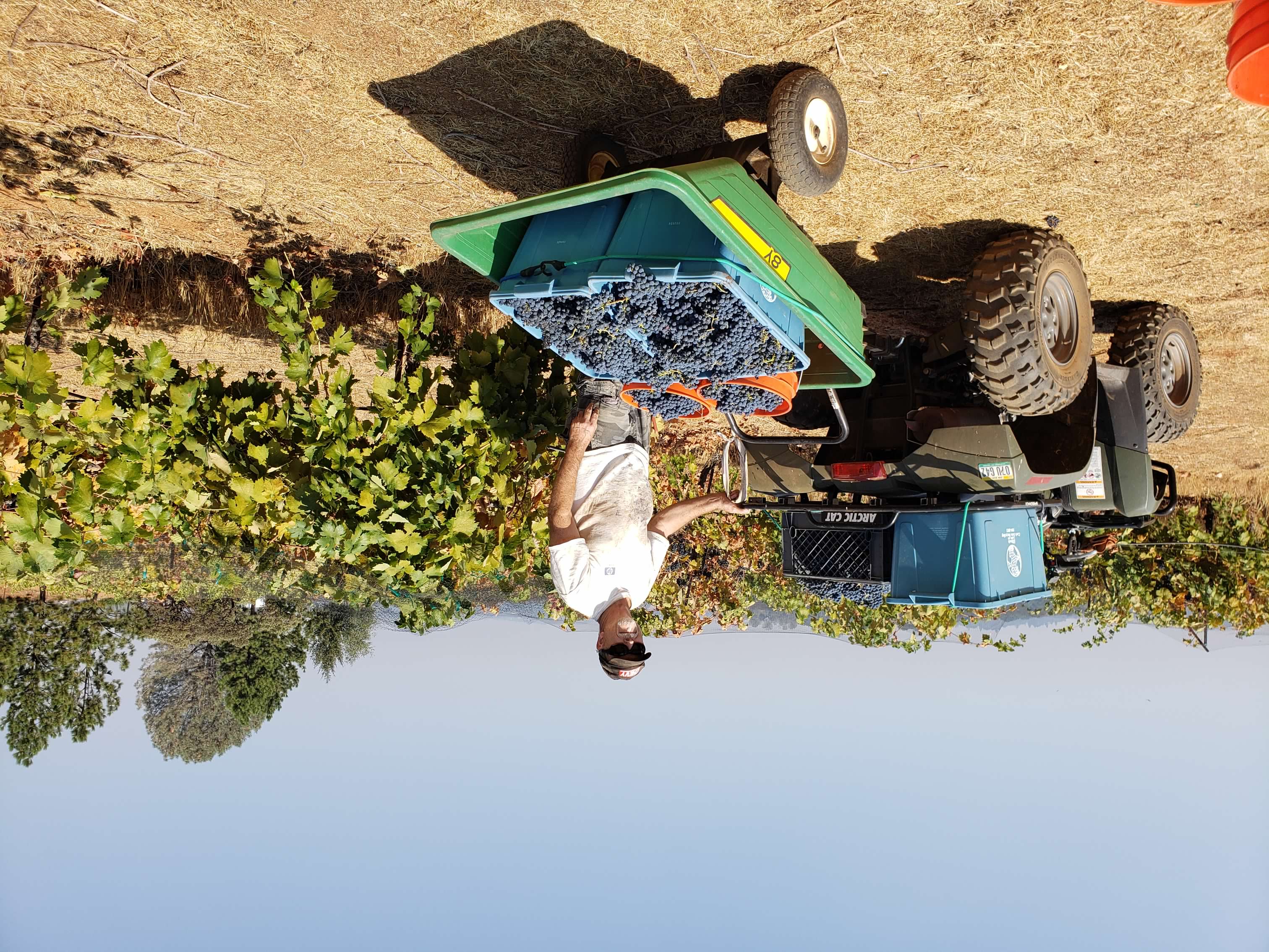 Primitivo picking at harvest