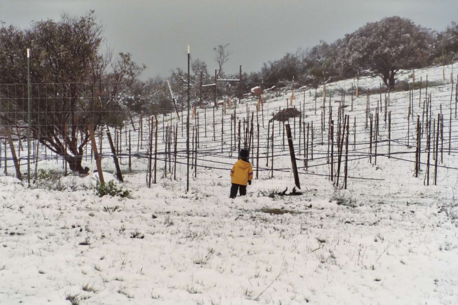 Vineyard in winter